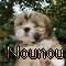 norton