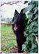 loups-d'aquitaine