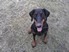 dobe2