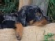 typebeauceron
