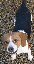 davbeagle