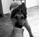 Cyaan