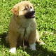 lolhelie