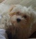 williamllee19381