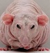 catjas_644