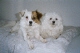aubert.jeanne
