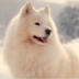 vivi.petit-loup
