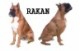 Rakan68