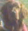 wenk.pieter
