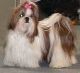 shihtzu26