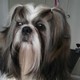 amoursdeshihtzu