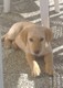 chynook