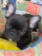 choufi_51