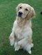 les-goldens-de-l-eden-d-essy