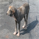 aBasLeChien