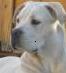canecorso13