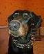 dobermann621