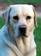 PoilsdeChien
