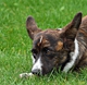 ac3
