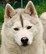 siberienne
