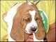hound69