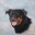 beauceron77