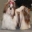 shihtzu26