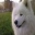 Samoyede58
