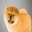 Timchowchow2