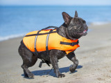 Un Bouledogue Français en train de marcher sur une page en portant un gilet de sauvetage