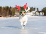 Un Jack Russel avec des oreilles d'élan court dans la neige