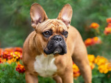 Un chien Bouledogue Français dans un jardin avec des fleurs