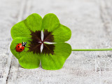 Un trèfle à quatre feuilles avec une coccinelle