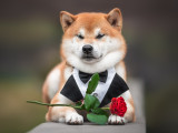 Un Shiba Inu avec une rose et un smoking