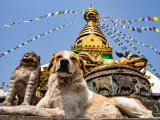 Un grand chien allongé devant un temple asiatique