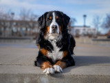 Un Bouvier Bernois allongé dans un parc de Montréal