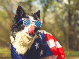 Un chien avec un drapeau et des lunettes des États-Unis