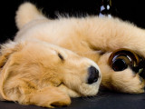 Un chiot ivre tient une bouteille d'alcool