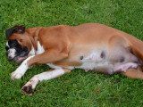 Une chienne allongée dans l'herbe avec les mamelles bien visibles