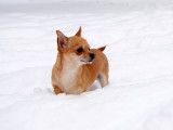 Un Chihuahua dans la neige
