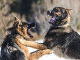 L'agressivité du chien dominant