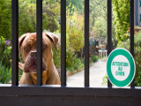 L'agressivité territoriale du chien
