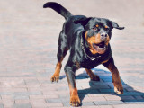 Un Rottweiler en train d'aboyer et semblant sur le point de mordre