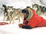 Une scène avec plusieurs des chiens du film « Antartica, prisonnier du froid » (2006)