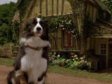 Ficelle, le chien du film « Babe, le cochon devenu berger »