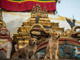 Deux chiens sont assis devant un temple bouddhiste