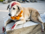 Un chien avec un collier de fleurs et des marques de peinture religieuse hindoue