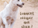 « Comment occuper mon chien ? » (Julie Claeyssen, 2020)