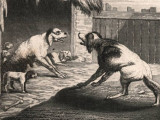 Illustration en noir et blanc de la fable « Les Deux Chiens », d’Ésope