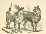 Illustration de la fable « Le Loup et le Chien », d’Ésope